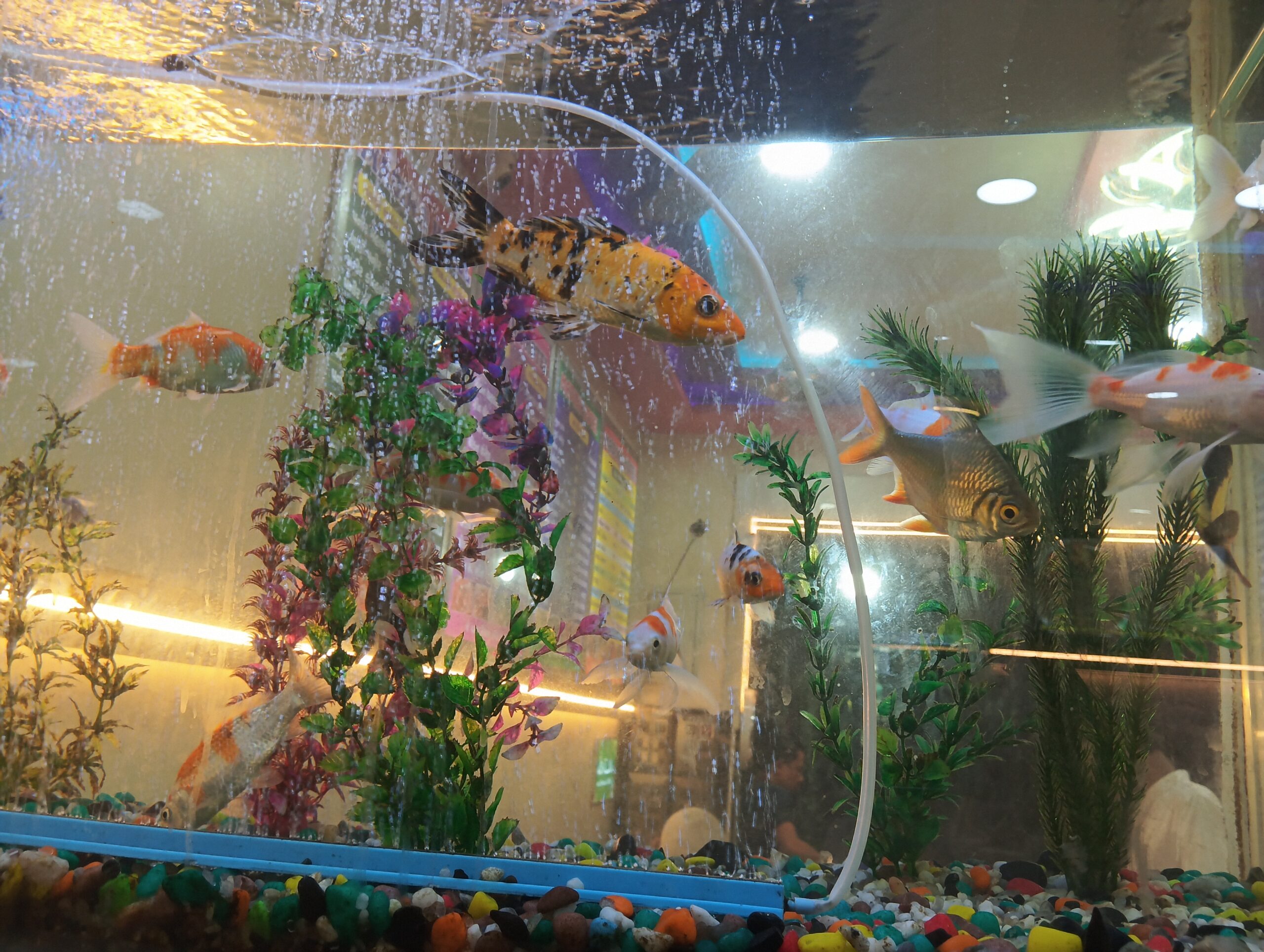 दीवाली 2025 में सोना चांदी का भाव