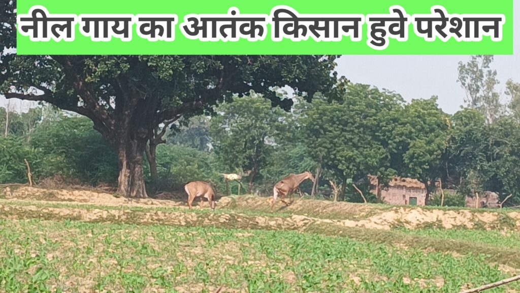 Kishan Huve Pareshan 14 Navambar 2025