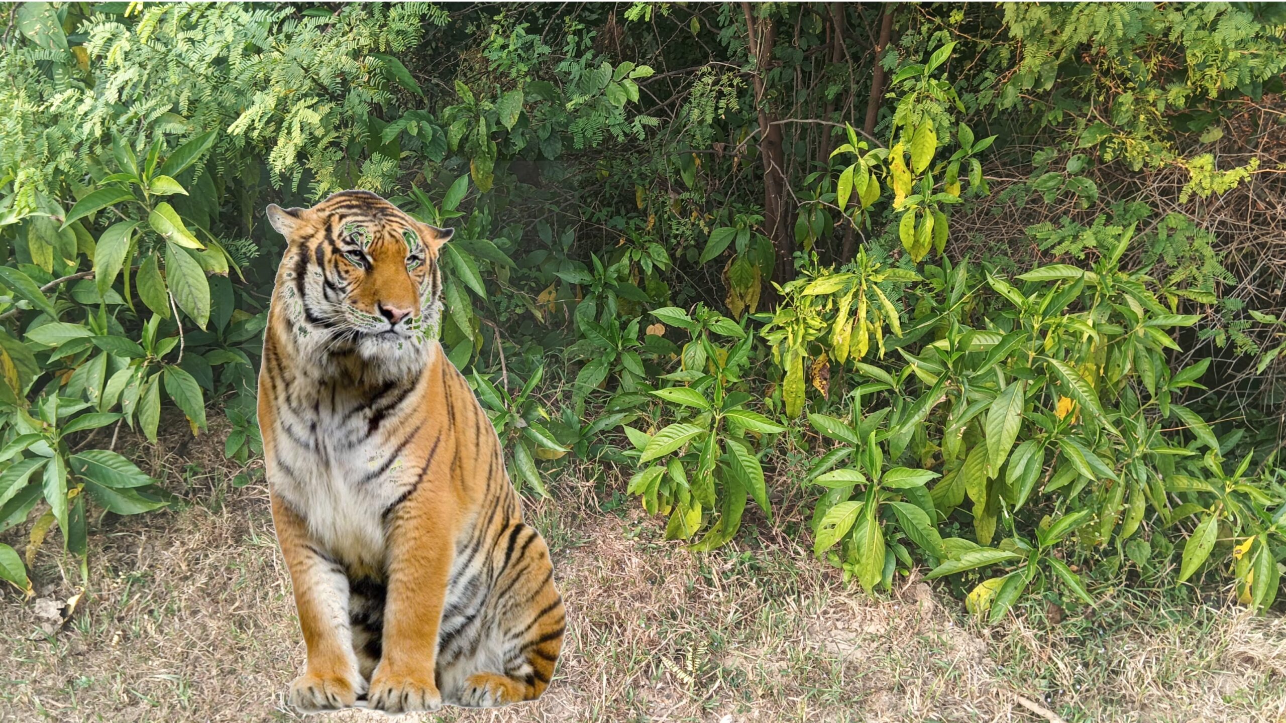 Jangal Me Nikla Bagh:  4 इलाके में दहशत