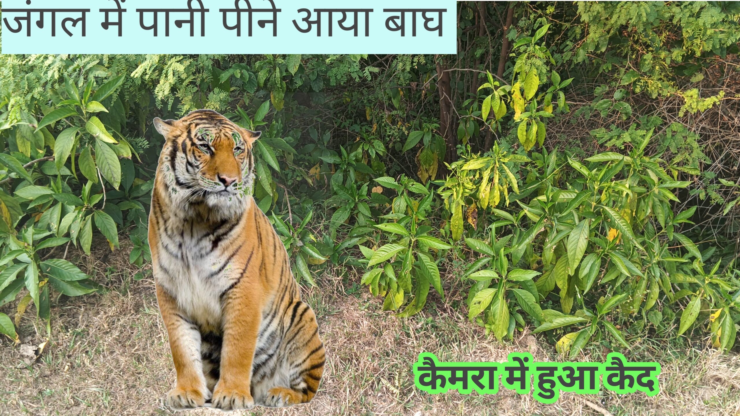 Jangal Me Nikla Bagh:  4 इलाके में दहशत