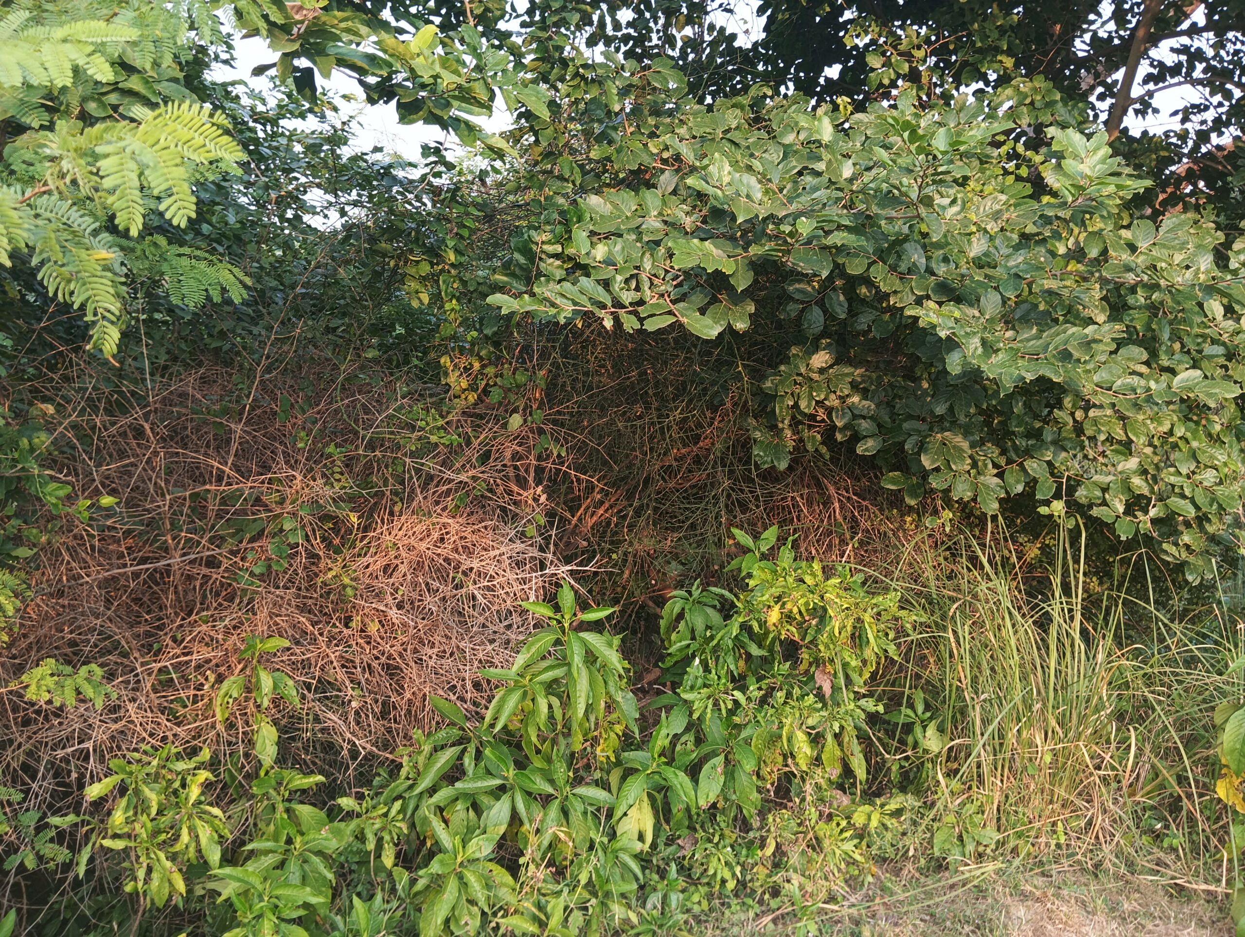 Jangal Me Nikla Bagh:  4 इलाके में दहशत