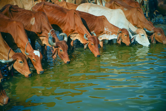 Gay Ne Diya Bache ka Janam